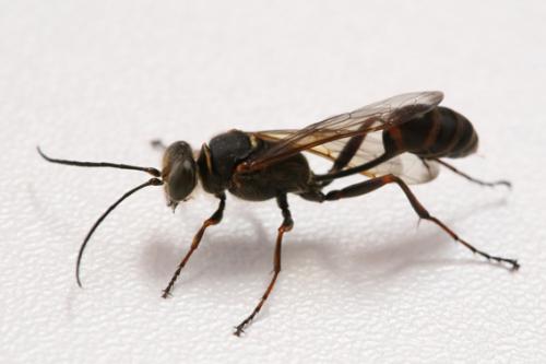 Réf. 264 369 : Sceliphron curvatum
